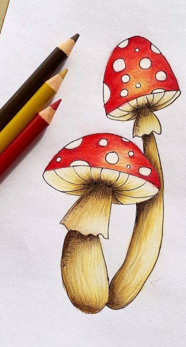 mushrooms_web mushrooms_web